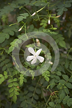 White flower of Jasminum grandiflorum shrub