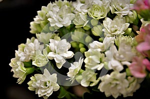 The white flower of Kalanchoe blossfeldiana