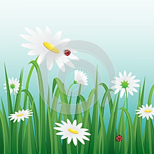 White Flower and ladybugs among the grass.Vector illustration.