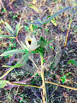 White flower in ladyfinger plant
