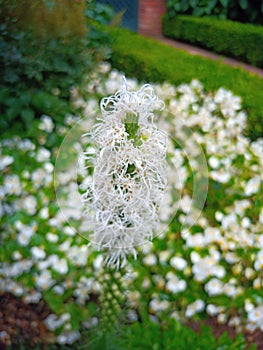 White flower In large garden amounts many smaller white flowers photo