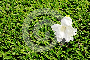 White flower on lawn.