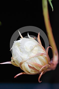 A white flower,Leaf cereus