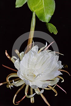 A white flower,Leaf cereus