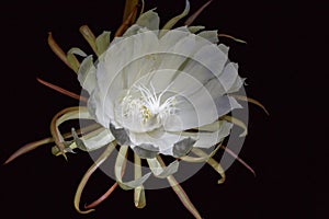 A white flower,Leaf cereus