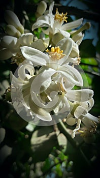White flower of lemans india photo
