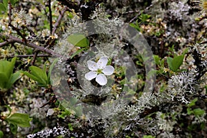 White flower on lichen overgrown twigs of a cherry tree