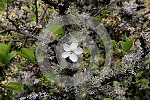 White flower on lichen overgrown twigs of a cherry tree photo