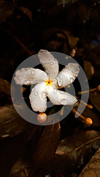 White Flower - Lightroom Cc Rusty edit