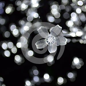 White Flower Lights Bokeh