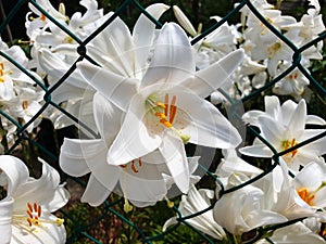 A white flower lilium or lily.