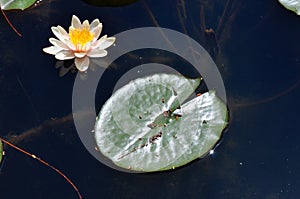 White Flower and Lily Pad Kissing the Water