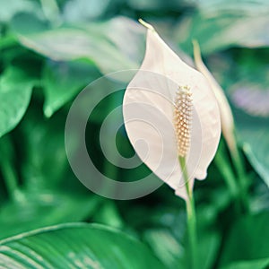 White flower lily spathiphyllum houseplant in green leaves, close-up