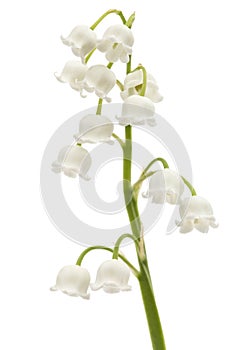White flower of lily of the valley, lat. Convallaria majalis, is