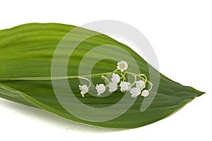 White flower of lily of the valley, lat. Convallaria majalis, is photo