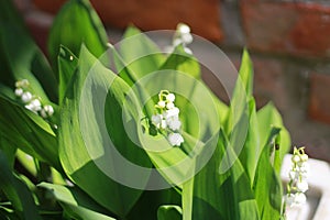 White flower lily of the valley, lily of the valley,