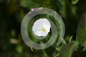 white flower of a loach with green leaves close up