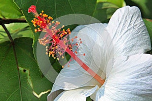 White flower with a long stamen, white petals, yellow pollen, a large flower on a background of green leaves