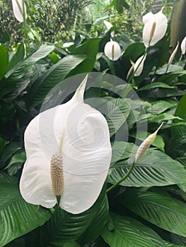 White flower with long stem