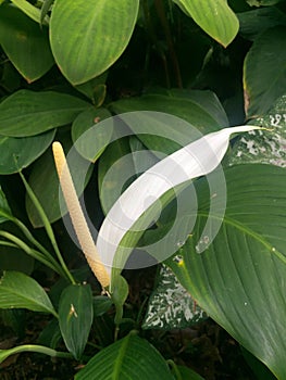 White flower with long stem