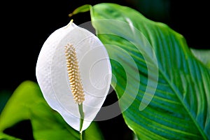 White Flower with Long White Stamen