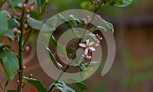 A white flower and lots of buds on a lemon tree