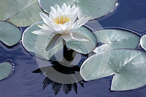 White flower lotus with reflection on water