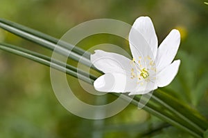 White flower macro