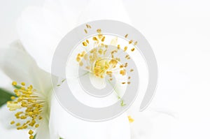 White flower macro against bright white background
