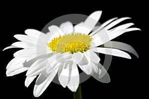 White yellow chamomile camomile daisy flower herb isolated on black background tea medicine herbal clipping path flowers close up
