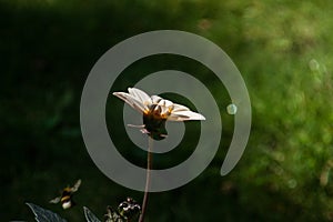 White Flower macro f and bamble bee