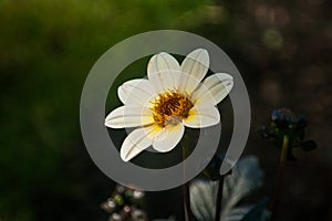 White Flower macro f and bamble bee