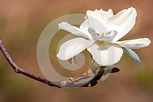 White flower magnolia close up macro on branch on green brown bl