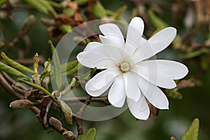 white flower of Magnolia stellata