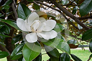 White flower Magnolia on a tree branch