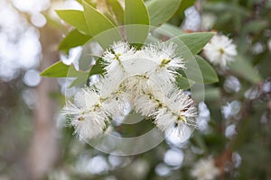 White flower of Melaleuca cajuputi Powell, Cajuput tree, paper bark tree or swamp tea tree on blur nature background