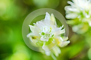 White flower Melampyrum nemorosum, closeup. Blur background