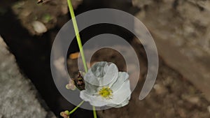 A white flower of the Mexican Sword Plant (Echinodorus palaefolius)