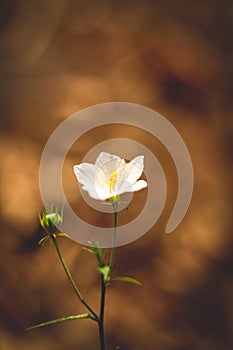 White flower in the middle of farm photo