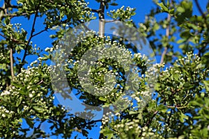 White flower of midland hawthorn, English hawthorn (Crataegus laevigata) blooming in spring