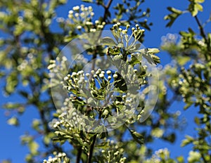 White flower of midland hawthorn, English hawthorn (Crataegus laevigata) blooming in spring