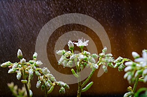 White flower moss