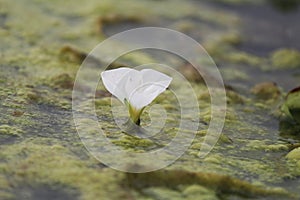 White blossom flower, petals, moss on water