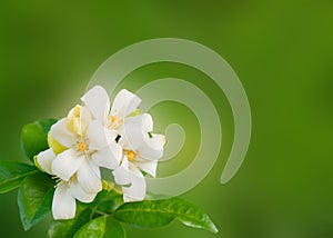 White flower Murraya paniculata