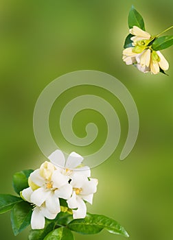 White flower Murraya paniculata