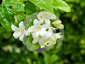 White flower Murraya paniculata
