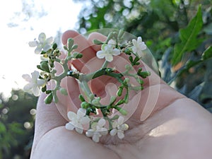 WHITE FLOWER IN MY HAND