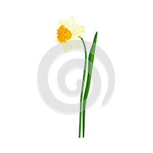 White Flower of Narcissus Spring Flowering Perennial Plant on Leafless Stem Closeup Vector Illustration