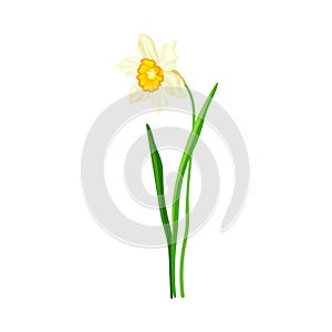 White Flower of Narcissus Spring Flowering Perennial Plant on Leafless Stem Closeup Vector Illustration