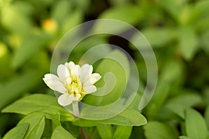 White flower and natural green background